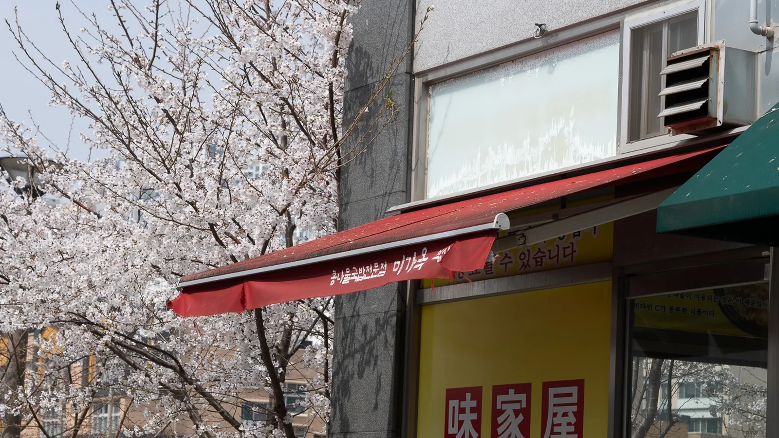 벚꽃이 핀 계절의 미가옥 매장 외관 실제 사진